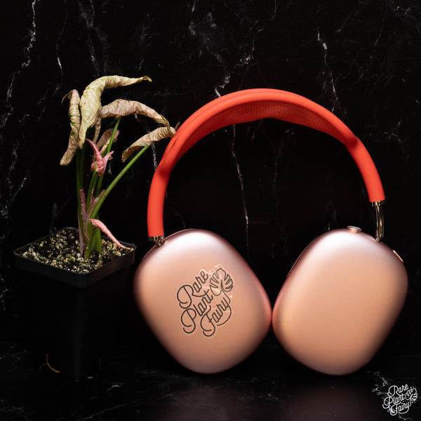 Syngonium 'Rolli' *Grower's Choice*