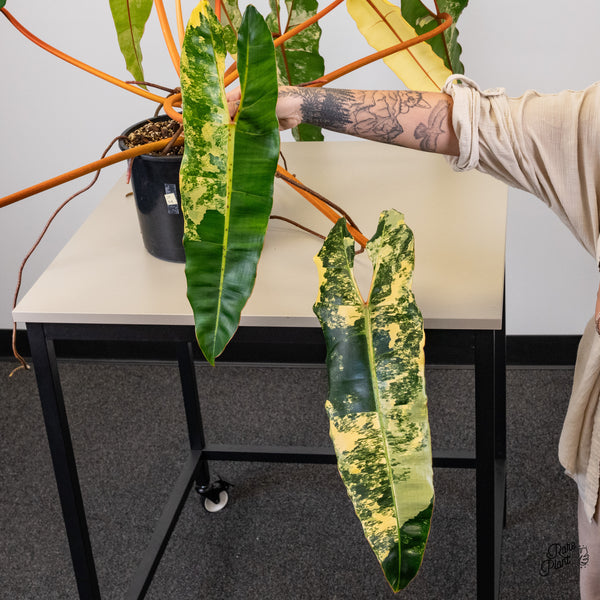 Philodendron 'Billietiae' Variegated (wk45-A) *XXL*