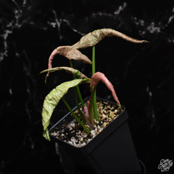 Syngonium 'Rolli' *Grower's Choice*