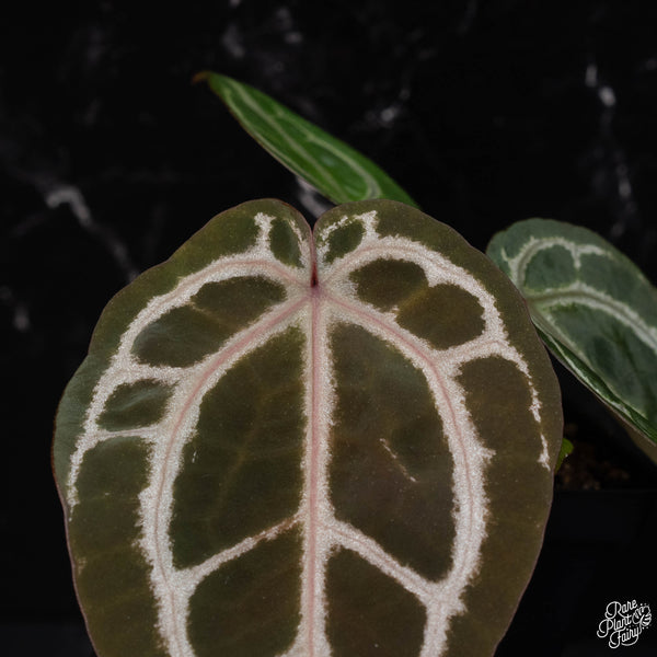 Anthurium Red Crystal '12' x Michelle '1' by DocBlock® *Grower's choice*