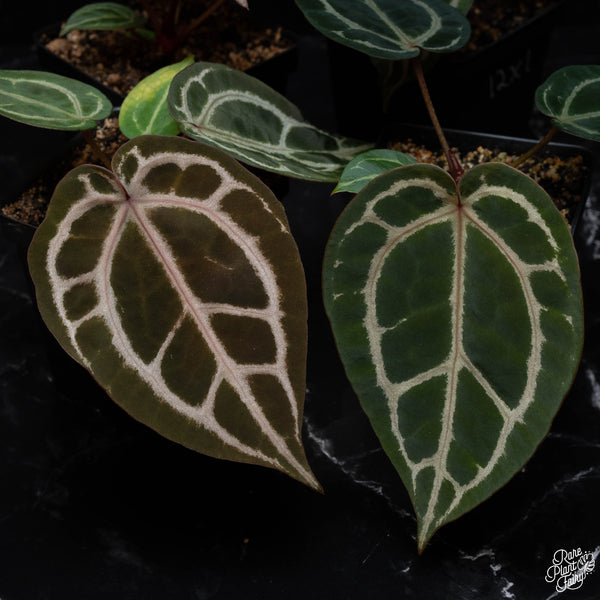 Anthurium Red Crystal '12' x Michelle '1' by DocBlock® *Grower's choice*