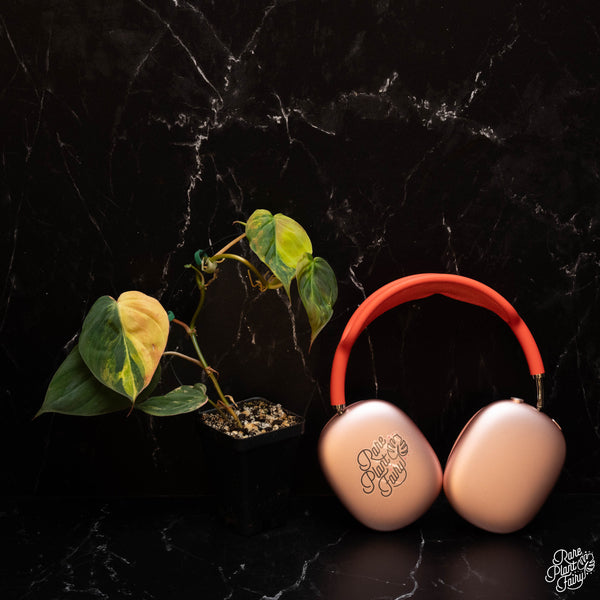 Philodendron micans aurea variegated *Grower's choice*