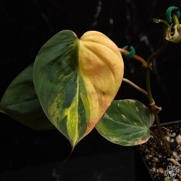 Philodendron micans aurea variegated *Grower's choice*