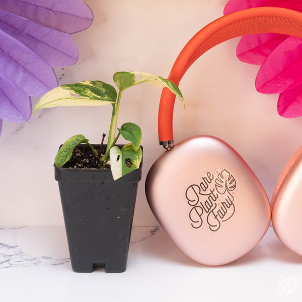 Monstera Adansonii 'Double Windows' Albo Variegated (Commonly Labeled as Monstera Acuminata Albo) *Grower's Choice*