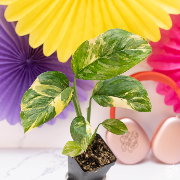 Monstera Lechleriana Albo Variegated *Grower's Choice*