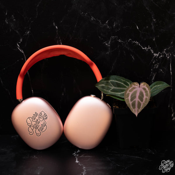 Anthurium Tortoise Shell Brown '34' x Purple Rain '27' by DocBlock® *Grower's choice*