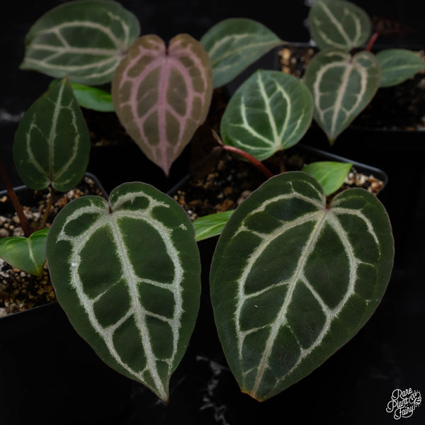 Anthurium Tortoise Shell Brown '34' x Purple Rain '27' by DocBlock® *Grower's choice*