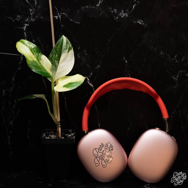 Monstera Acacoyaguensis Variegated *Grower's Choice*