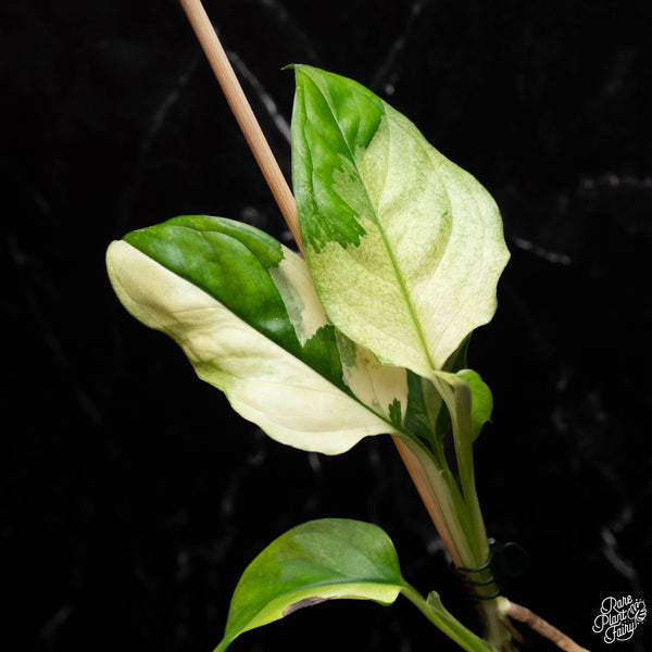 Monstera Acacoyaguensis Variegated *Grower's Choice*