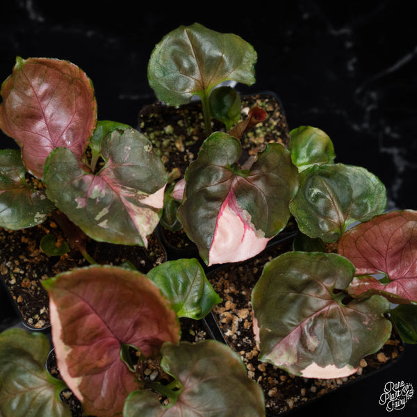 Syngonium 'Strawberry Ice' *Grower's Choice*