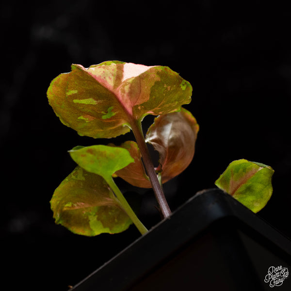 Syngonium 'Strawberry Ice' *Grower's Choice*