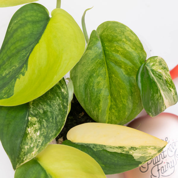 Scindapsus 'Jade Satin' aurea variegated *Grower's choice*