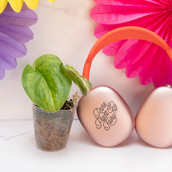 Scindapsus 'Jade Satin' aurea variegated *Grower's choice*