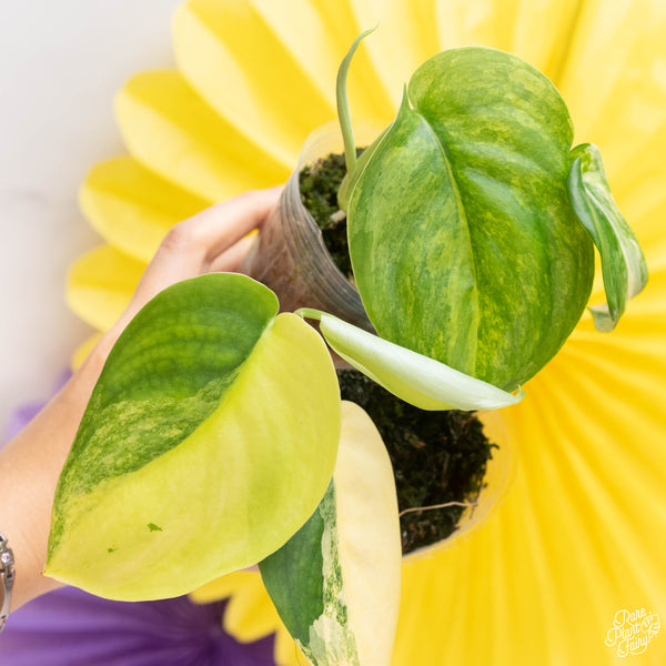 Scindapsus 'Jade Satin' aurea variegated *Grower's choice*