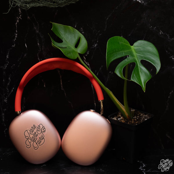 Monstera Deliciosa 'Compacta' *Kunzo Lineage* *Grower's Choice*