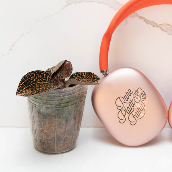 Anoectochilus sp. 'Golden Vein' jewel orchid *Growers choice*