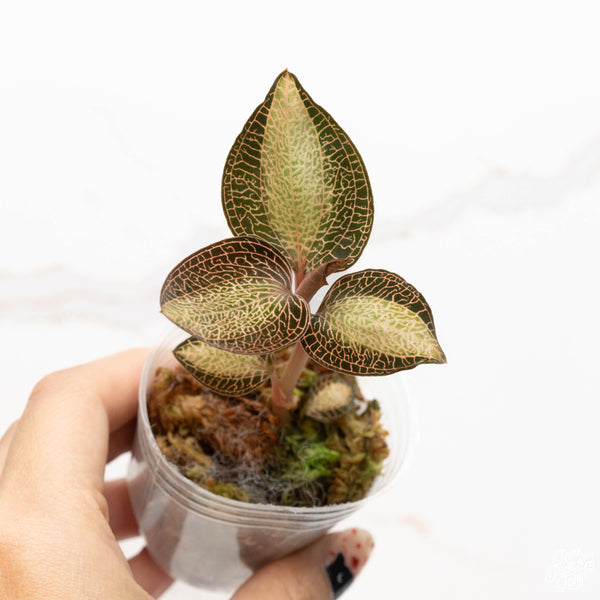 Anoectochilus sp. NOID variegated jewel orchid *Growers choice*