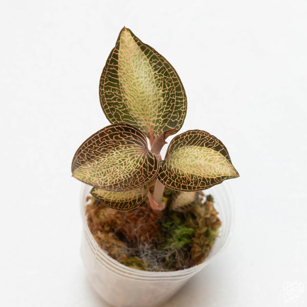 Anoectochilus sp. NOID variegated jewel orchid *Growers choice*