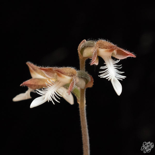 Anoectochilus siamensis 'white center' double variegated jewel orchid *Growers choice*