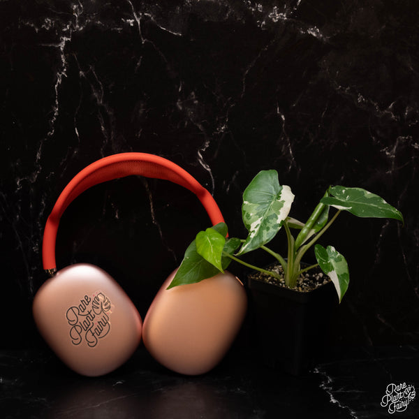 Alocasia odora 'Okinawa Silver' albo variegated *Grower's choice*