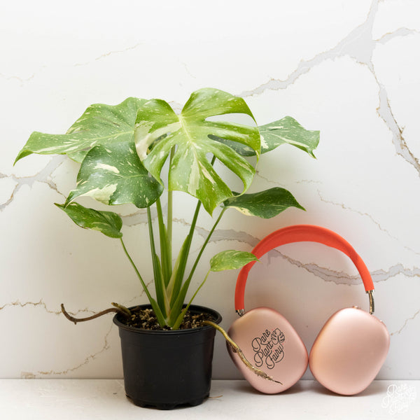 Monstera Deliciosa 'Thai Constellation' *Grower's Choice*