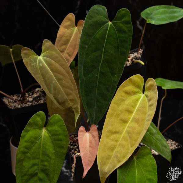 Anthurium papillilaminum Pure Papi (long x long bullet) *Grower's choice*