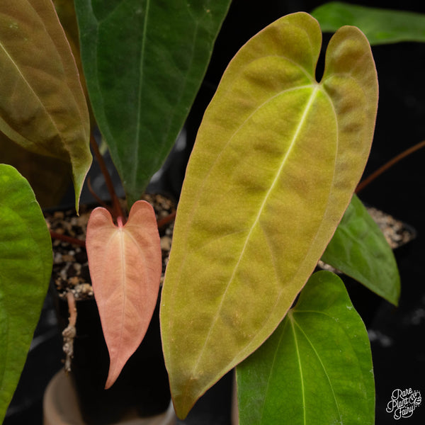 Anthurium papillilaminum Pure Papi (long x long bullet) *Grower's choice*