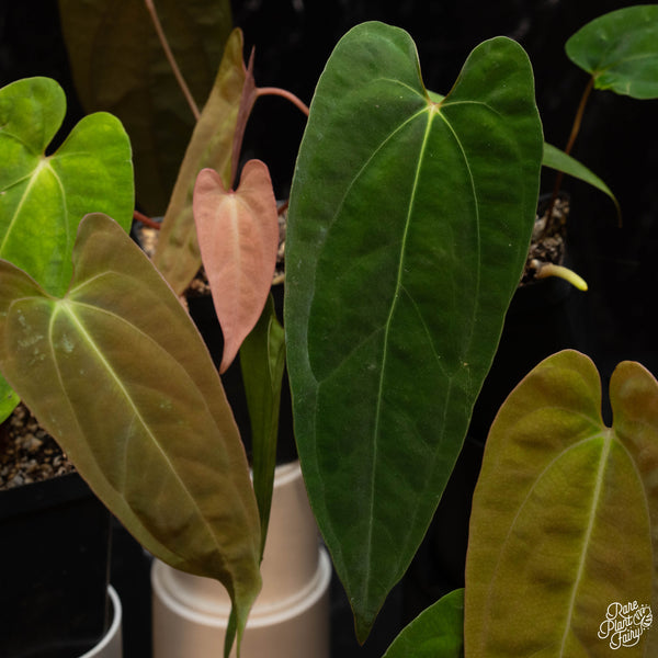 Anthurium papillilaminum Pure Papi (long x long bullet) *Grower's choice*