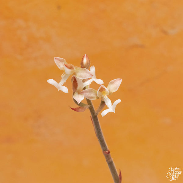 Ludochilus dominyi x Anoectochilus roxburghii jewel orchid *Grower's choice*