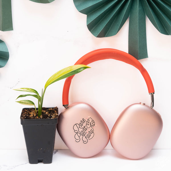 Epipremnum amplissimum variegated *Grower's choice*