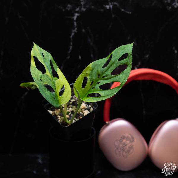 Monstera Adansonii sp. 'Double Windows' Aurea Variegated (Commonly Mislabeled as Monstera Acuminata Aurea) *Grower's Choice*