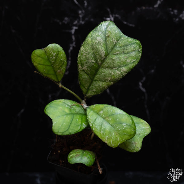 Hoya 'Deykeae' Splash *Grower's Choice*