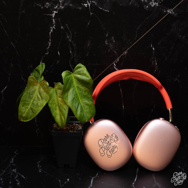 Philodendron 'El Choco Red' x billietiae variegated *Grower's choice*