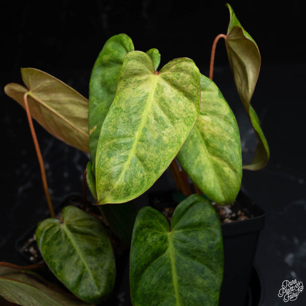 Philodendron 'El Choco Red' x billietiae variegated *Grower's choice*