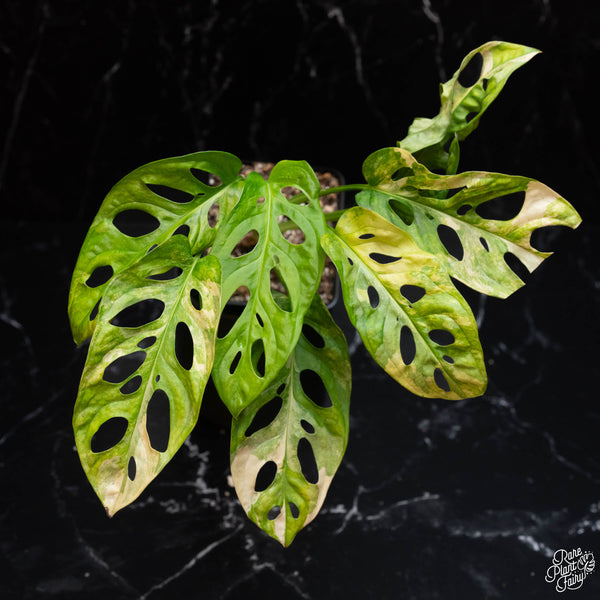 Monstera Adansonii Aurea Variegated *Grower's Choice*