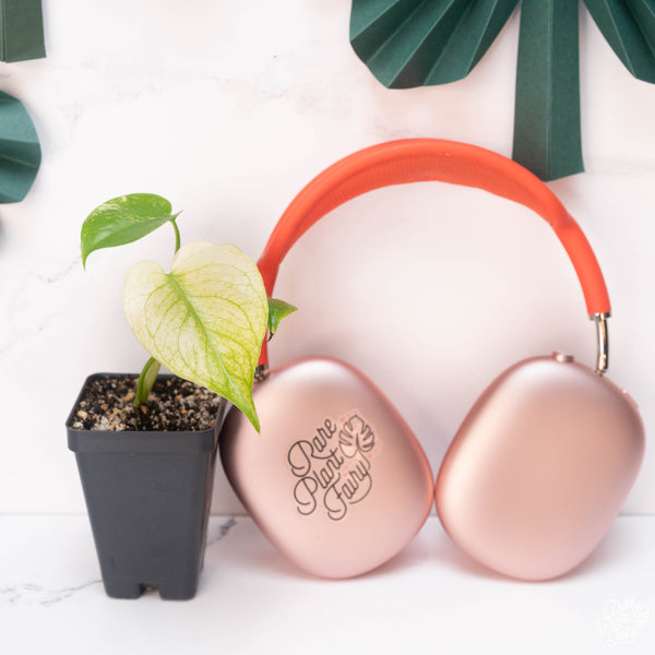 Monstera Deliciosa Mint Variegated (Large Form) *Grower's Choice*