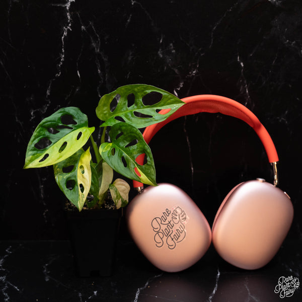 Monstera Adansonii Aurea Variegated *Grower's Choice*