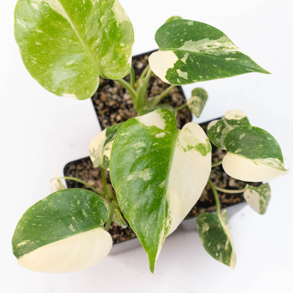 Monstera Deliciosa 'Thai Constellation' *Grower's Choice*