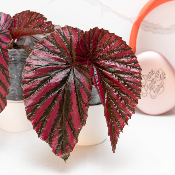 Begonia brevirimosa subsp. 'Exotica' *Grower's choice*