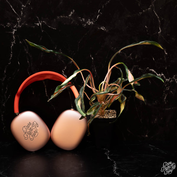 Aglaonema 'Flying Squid' *Grower's choice*