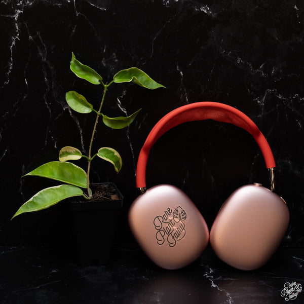 Hoya kenejiana albo variegated *Grower's Choice*