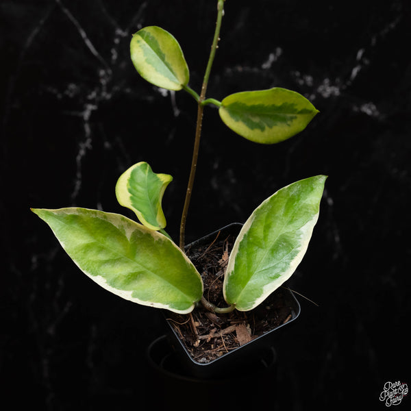 Hoya kenejiana albo variegated *Grower's Choice*