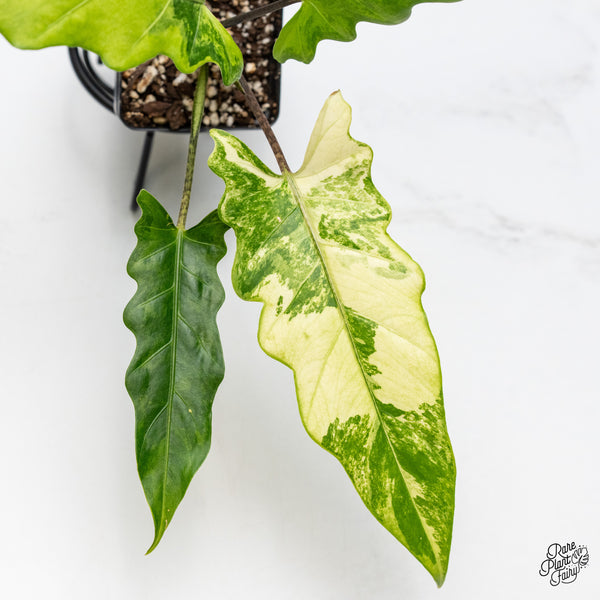 Alocasia Lauterbachiana Aurea Variegated (wk49-F)