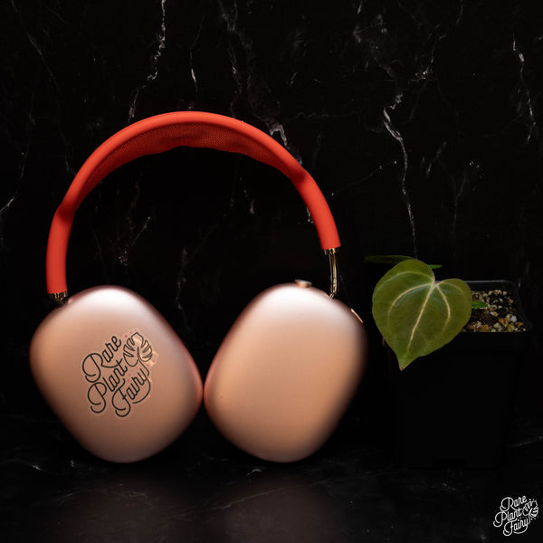 Anthurium Carlablackiae “Carla” *Grower's choice*