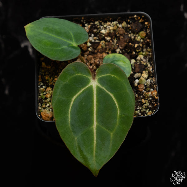 Anthurium Carlablackiae “Carla” *Grower's choice*