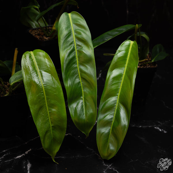 Philodendron Patriciae *Grower's Choice*