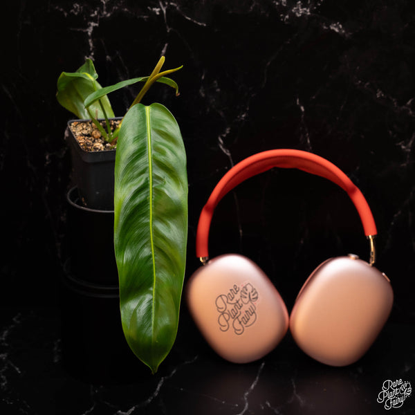 Philodendron Patriciae *Grower's Choice*