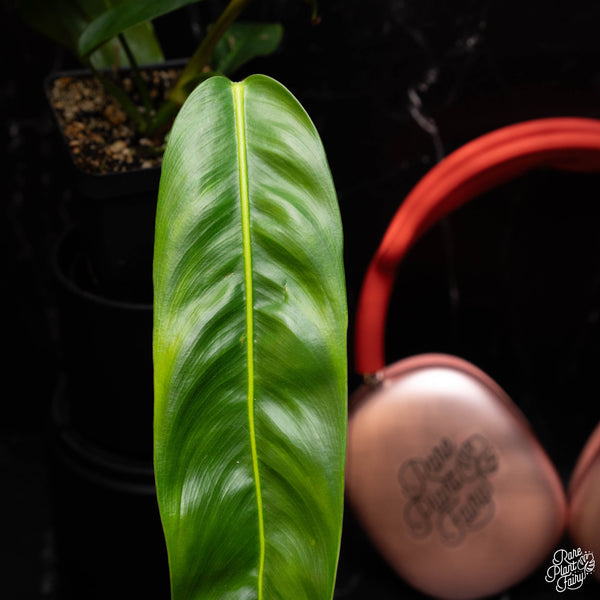 Philodendron Patriciae *Grower's Choice*