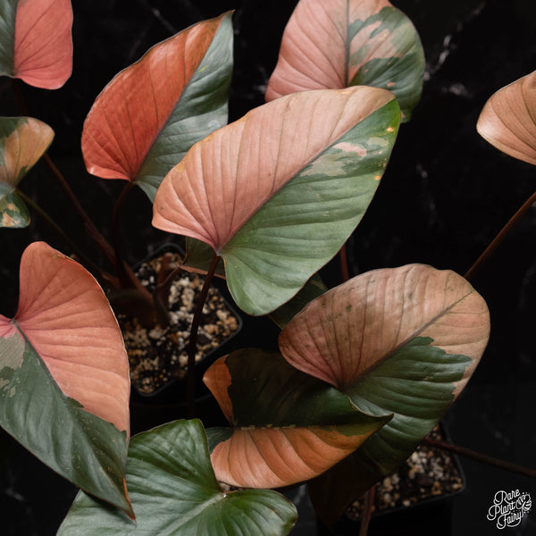 Homalomena cf. aromatica (Spreng.) variegated 'Pink Diamond' *Grower's choice*