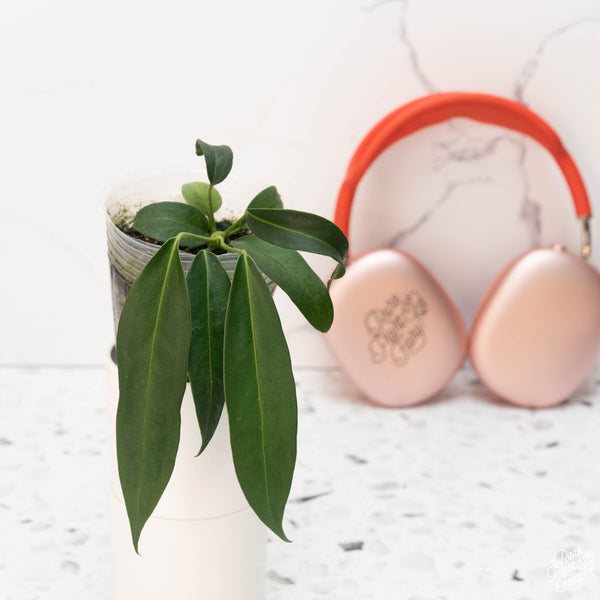 Anthurium wendlingeri seedling *Grower’s Choice*